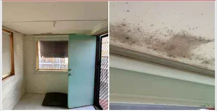 Ceiling: Mould & Suspected Asbestos